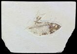 Bargain Diplomystus Fossil Fish - Wyoming #51798-1